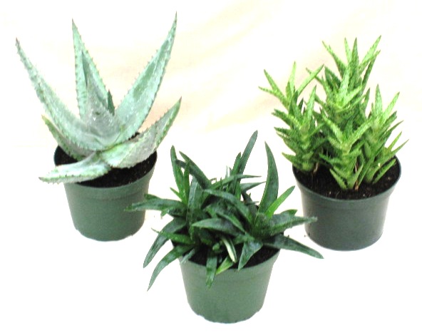 6" Aloe Vera